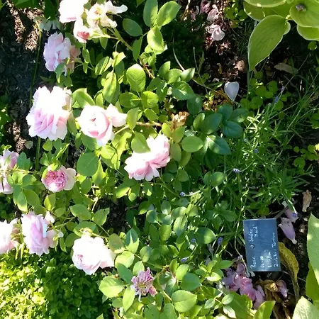 Romantica Apartamento Sipplingen