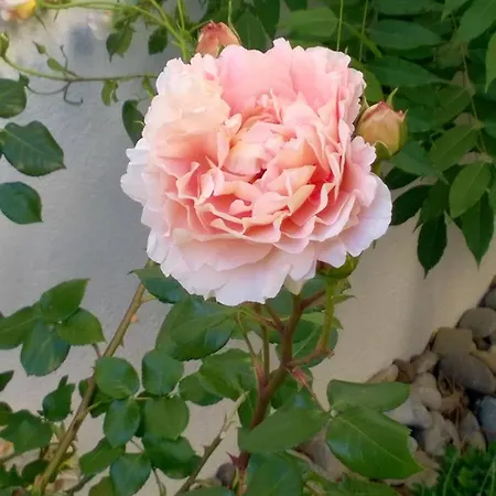 Romantica * Sipplingen