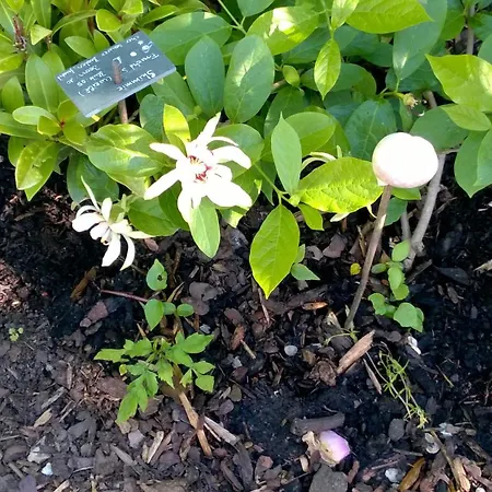 Romantica * Sipplingen