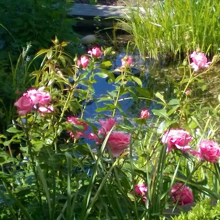 Romantica Apartamento Sipplingen