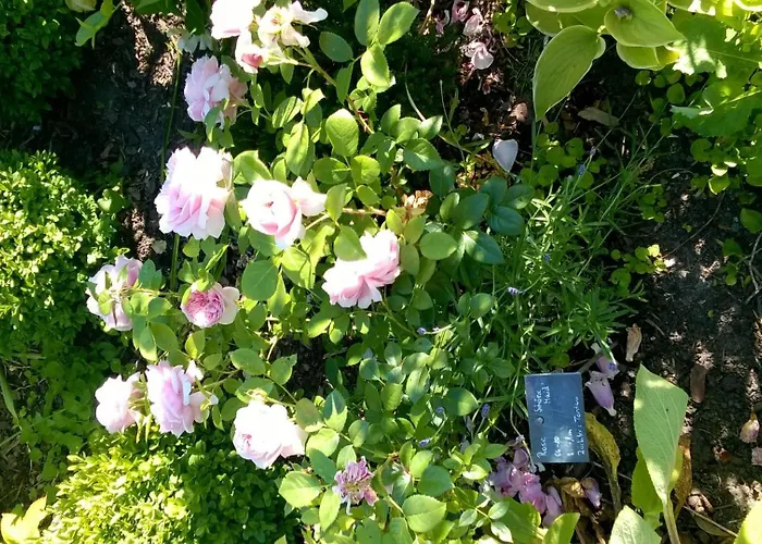 Romantica アパート ジプリンゲン