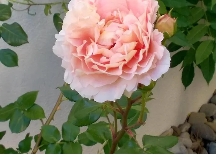 Romantica * ジプリンゲン