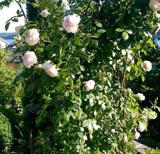 Romantica アパート