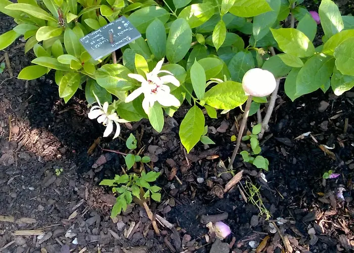 Romantica * ジプリンゲン